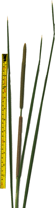 Cattail Typha agustafolia makes a good wilderness survival food