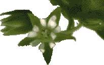 chickweed flower (Stellaria media)