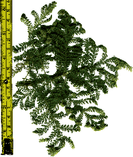 Mountain misery (Chamaebatia foliolosa) an Indian herbal medicine for flue and viruses