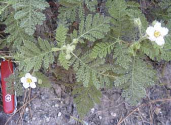 Chamaebatia foliolosa, sierra indian medicine for flue, cold, cough, laryngitis